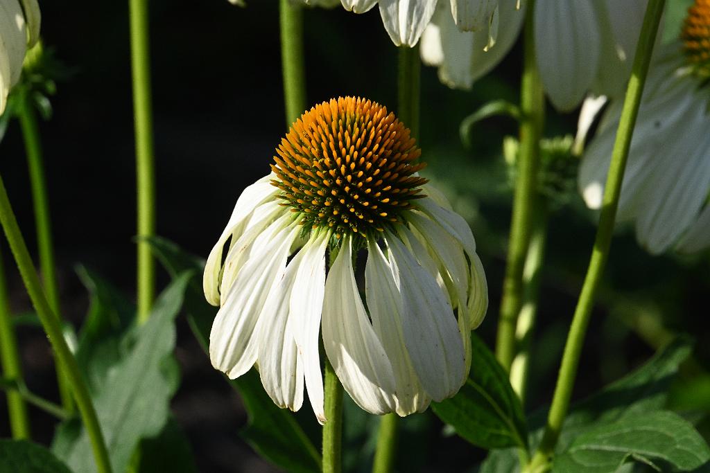 2025-07179608 Tower Hill Botanic Garden, MA.JPG - Coneflower. New England Botanic Garden at Tower Hill, MA, 7-17-2025
